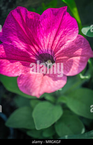 Pink petunia macro shot in the garden, close up Stock Photo - Alamy
