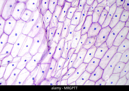 Onion epidermis under light microscope. Purple colored, large epidermal cells of an onion, Allium cepa, in a single layer. Photo. Stock Photo