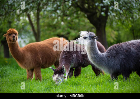 Alpacas while eating grass, South American mammals Stock Photo