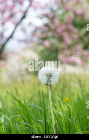 Taraxacum officinale. Dandelion gone to seed in grass in the english countryside Stock Photo