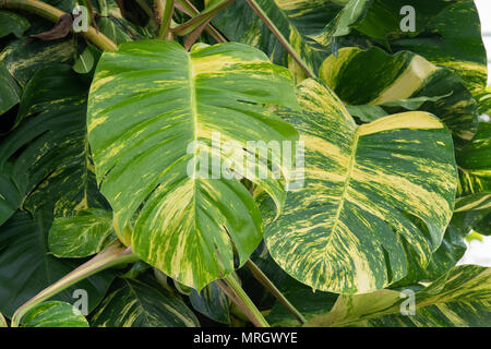 Epipremnum aureum. Ceylon creeper / devils ivy plant leaves inside the glasshouse at RHS Wisley gardens, Surrey, UK Stock Photo