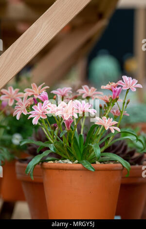 Lewisia longipetala Little Plum flowers in flower pots inside a greenhouse at a flower show. UK Stock Photo