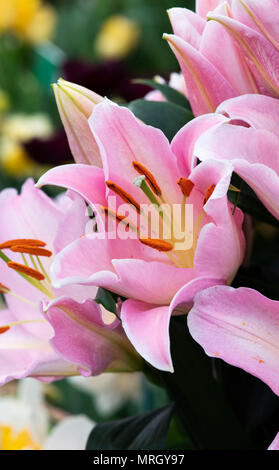 Yellow Oriental Lily Flowering Plant in Bloom & Buds Stock Photo - Alamy