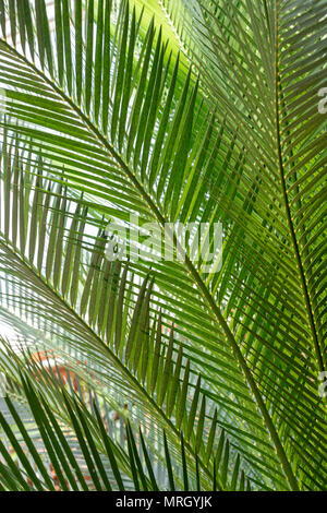 Macrozamia Moorei. Cycad leaves inside the glasshouse at RHS Wisley gardens, Surrey, UK Stock Photo