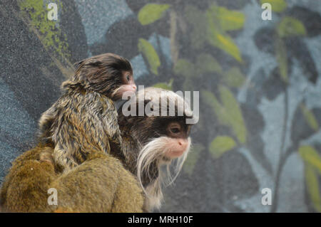 Emperor tamarin baby Stock Photo