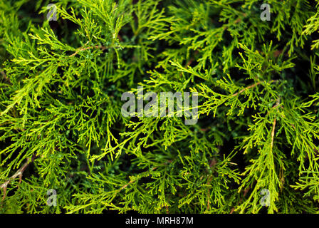 floral background - green soft coniferous twigs of live thuja Stock Photo