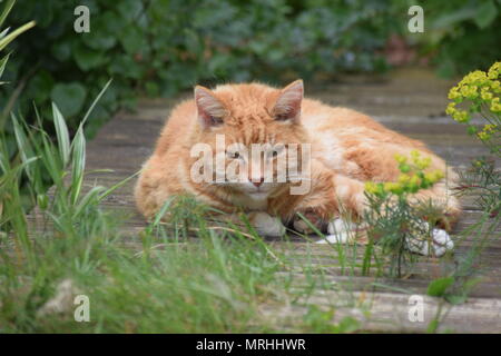 CATNAP: ALFIE ENJOYING A DOZE IN THE BACK GARDEN, SOAKING UP THE WARMTH OF MAY SUNSHINE. WEST SUSSEX, MAY 21ST, 2018. Stock Photo