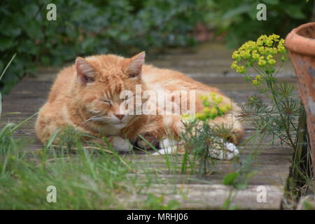 CATNAP: ALFIE ENJOYING A DOZE IN THE BACK GARDEN, SOAKING UP THE WARMTH OF MAY SUNSHINE. WEST SUSSEX, MAY 21ST, 2018. Stock Photo