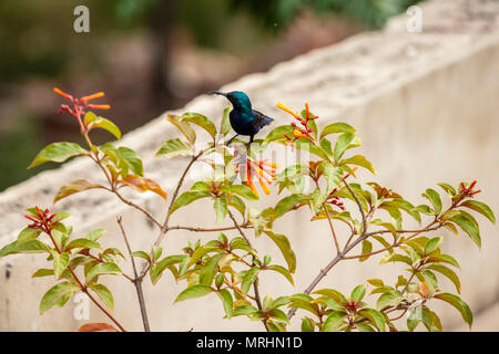 A beautiful Purple Sunbird on a Scarlet Bush plant. It's also known as hamelia patens, hummingbird bush, redhead fire bush. Stock Photo