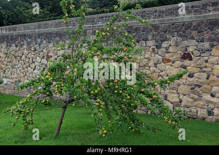 Aberdour Castle and Gardens, Fife Stock Photo