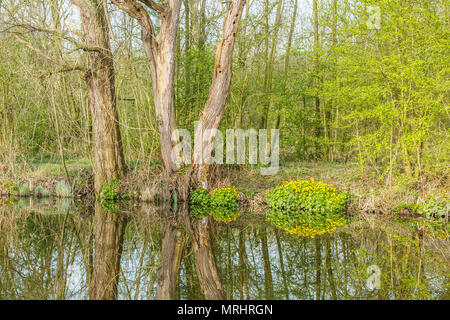 Marsh marigold, Caltha palustris,  with yellow flowers and bright green leaves in spring along ditch reflecting in the water Stock Photo