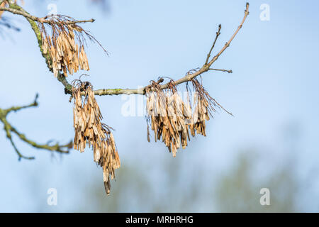 Close up of seeds of the Ash tree Fraxinus exelsior,  of the previous year hanging on a tree branch against bright background Stock Photo