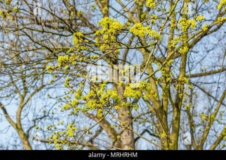 Yellow thriving Norway Maple, Acer platanoides, with blurred background in light of Sunrise Stock Photo