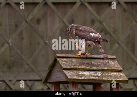 A Sparrow Hawk perched on a garden bird house rips apart and feeds on it latest catch. Stock Photo