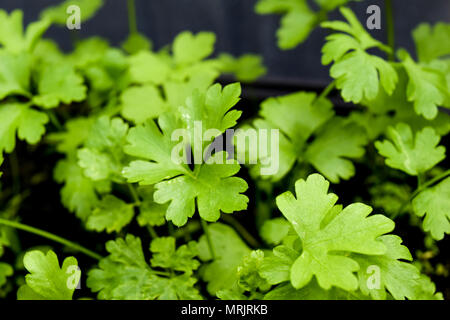 parsley in a pot on balkony, green fresh parsley Stock Photo