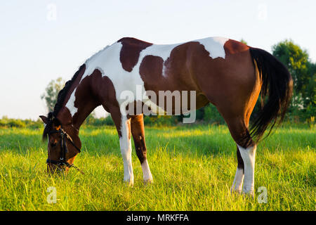 beautiful horse grazing in a meadow at sunset Stock Photo