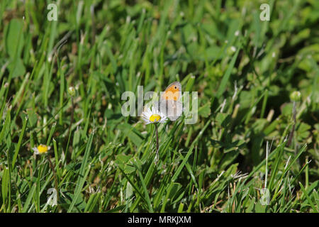 tiny small heath butterfly close up Latin coenonympha pamphilus feeding on a daisy in a field of daisies Latin bellis perennis compositae in Italy Stock Photo