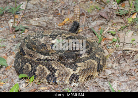 A timber rattlesnake in a defensive position. Stock Photo