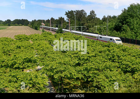 24 May 2018, Germany, Eschede: An Inter City Express (ICE) train passes the memorial site for the 1998 Eschede ICE derailment, where 101 cherry trees have been planted. On 3 June 1998, the ICE 884 'Wilhelm Conrad Roentgen' derailed on the Hannover-Hamburg route near the village of Eschede. 101 people died. Photo: Holger Hollemann/dpa Stock Photo