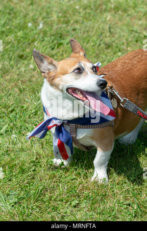 union jack dog bandana