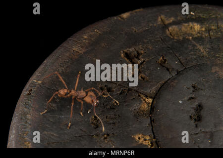 Leaf-cutter ant, Atta sp., Formicidae, Carara National Park, Costa Rica Stock Photo