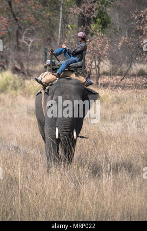 Mahout on an Asian, or Indian Elephant, Bandhavgarh National Park, Tala, Madhya Pradesh, India Stock Photo