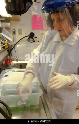 glass slides with histology samples in a histology labor Stock Photo ...