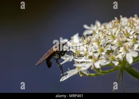 robber fly, empis tesselata feeding on cow parsley flower heads for nectar on a sunny day, scotland Stock Photo