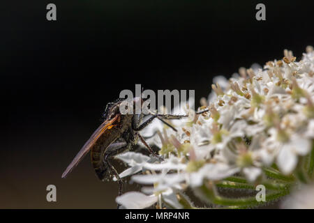 robber fly, empis tesselata feeding on cow parsley flower heads for nectar on a sunny day, scotland Stock Photo