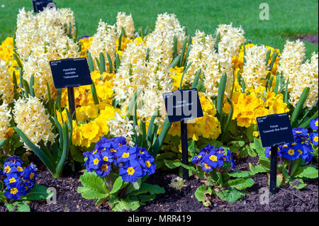 London, UK - April 2018: Assorted colourful flowers grown in a flowerbed at Kew Gardens, a botanical garden in southwest London, England Stock Photo