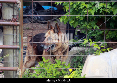 German Shepherd dog guards an auto salvage yard Stock Photo