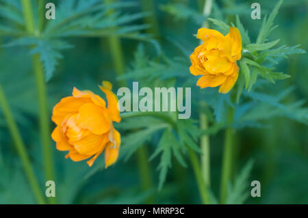 Asian globeflower (Trollius asiaticus) close up shot, local focus Stock Photo