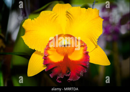 Cattleya Jomthong Dellight is an orange yellow orchid with yellow and purple-red lip. Stock Photo