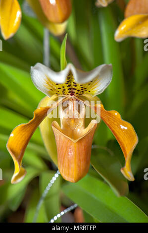 Glossy greenish yellow orchid, known as Lady’s Slipper. Common name is Paphiopedilum exul. Stock Photo