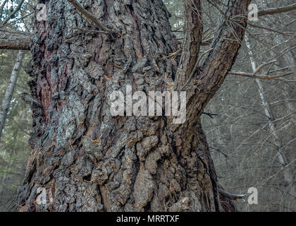 Old tree trunk with chunks of outer bark crinkle and crumple. Stock Photo