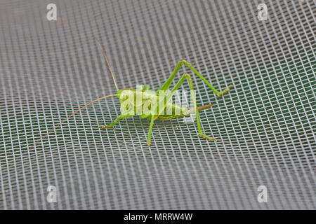 green speckled bush cricket or katydid close up Latin name leptophyes punctatissima or grasshopper on screen door in central Italy in summer Stock Photo