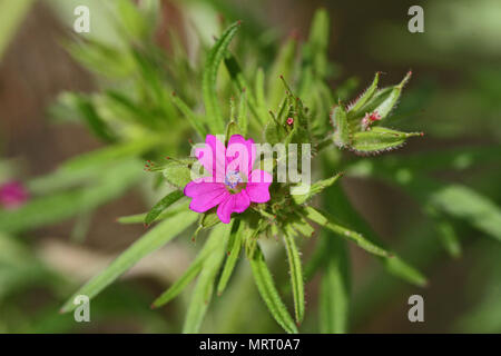 tiny flower of the cut-leaved crane's-bill cut leaved geranium Latin geranium dissectum showing the notches in the petals in a meadow in Italy Stock Photo
