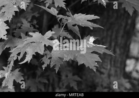 Plants and Leafs of Trees and Bushes Stock Photo