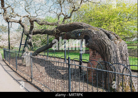 London, UK - April 2018: Japanese pagoda tree (Sophora japonica or Styphnolobium japonicum), planted at Kew Gardens since 1760 Stock Photo