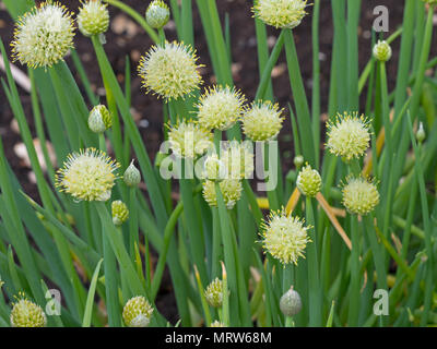 Welsh onion Allium fistulosum Norfolk May Stock Photo