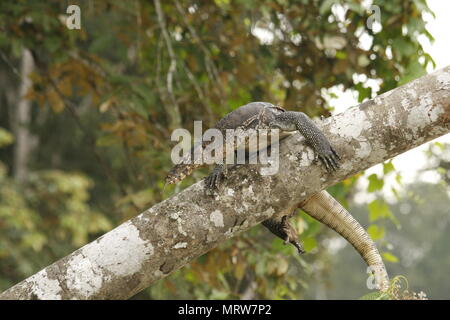 Water Monitor turning round on a tree Stock Photo