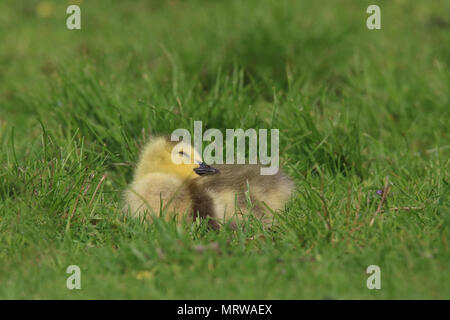 A little Canada goose Branta canadensis gosling sleeping in a meadow Stock Photo