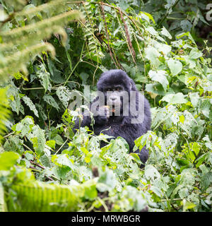 Young Mountain gorilla (Gorilla beringei beringei) sits in the bush and feeds, Bwindi Impenetrable National Park, Uganda Stock Photo