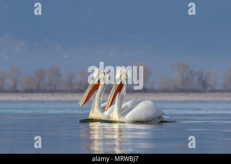 Two Dalmatian Pelicans (Pelecanus crispus), swimming on water, Kerkini lake, Macedonia, Greece Stock Photo