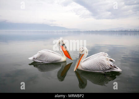 Two Dalmatian Pelicans (Pelecanus crispus), swimming on water, Kerkini lake, Macedonia, Greece Stock Photo