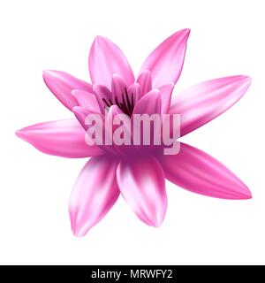 Lotus flower isolated on white background. Stock Vector