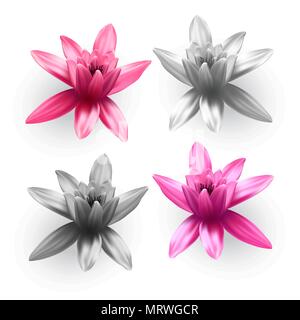 Set of Lotus flowers. Stock Vector
