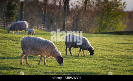 Sheep and lambs in a field in North Yorkshire, England, United Kingdom Stock Photo