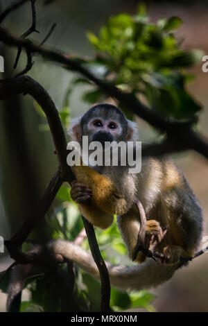 Bolivian black-capped Squirrel Monkey on a branch in a tree. ZSL, London Zoo. Stock Photo