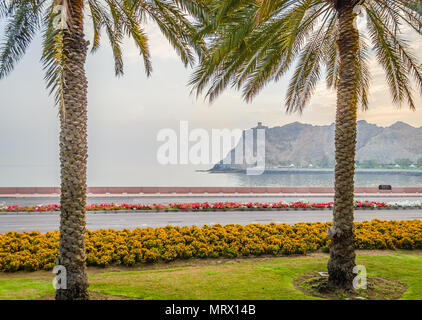Cute flowerbed & date palm trees beautifying the roadside garden in Muscat, Oman. Stock Photo